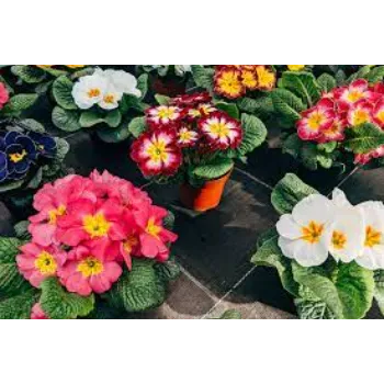 Garden Flower
